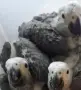 Кралско Жако говорящ папагал бебе мъжки , снимка 3