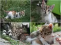 Очарователни котета търсят любящи домове!, снимка 1