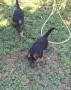 🐶 Продавам 6 женски кученца Немска овчарка – 50 дни, с първа ваксина, снимка 14