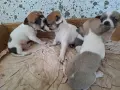 Кученца чихуахуа , снимка 1