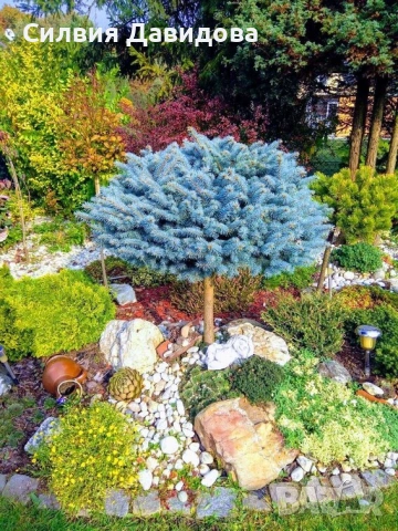 Глаука глобоза Glauca globosa, снимка 13 - Градински цветя и растения - 55227366