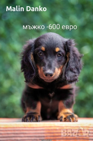   Малки  даклечета , снимка 7 - Дакели - 54501665