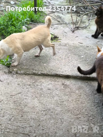 чихуахуа женско, снимка 4 - Чихуахуа - 54115089