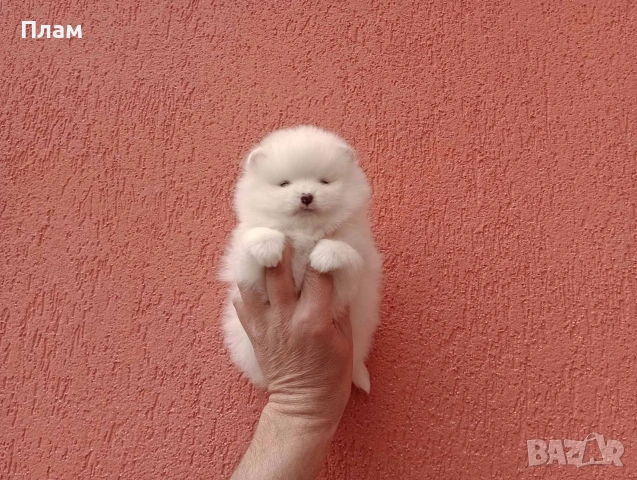 Померани. Богат избор на бели и кремави , снимка 14 - Померан - 54061340