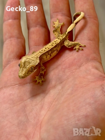 Ресничест гекон (Correlophus Ciliatus), снимка 5 - Гекон - 48348450