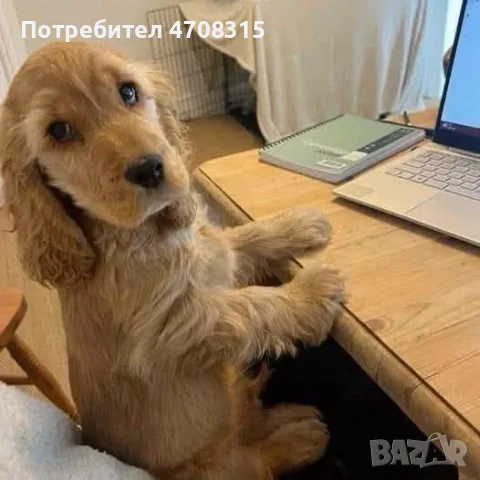 кокер шпаньол момче 2 ваксини