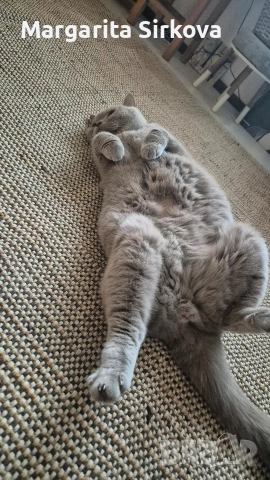 коте за осиновяване, снимка 3 - Други - 54683571
