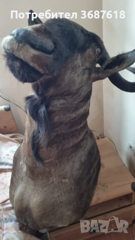 Ловен трофей, снимка 2 - Други - 53853651