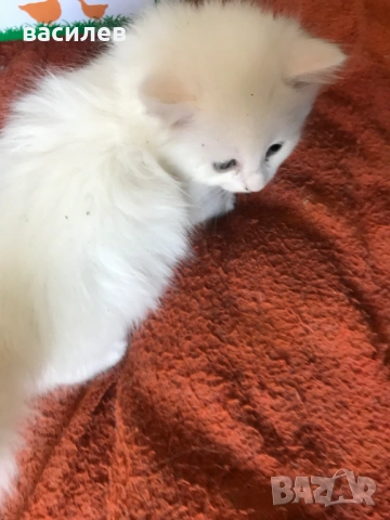 ангорски котки, снимка 6 - Ангорски - 54666010