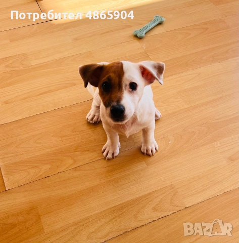 чистокръвен Джак Ръсел териер
