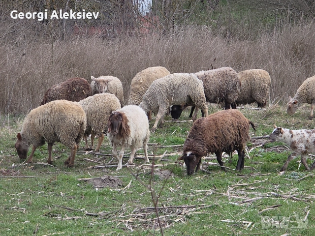 23 броя овце от месодайни породи , снимка 3 - Овце - 54155783