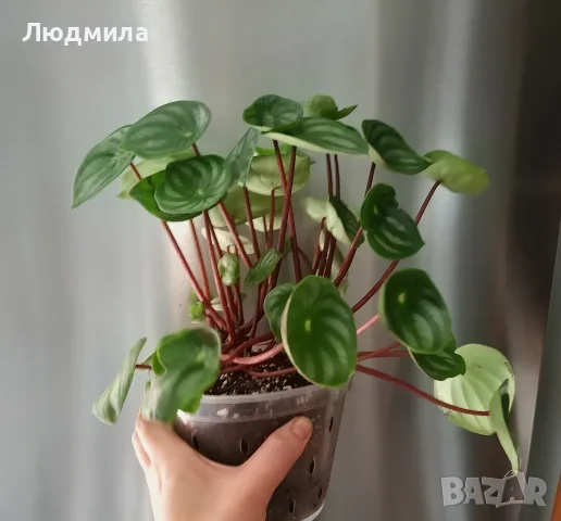 Пеперомия Аргирея/ Диня , снимка 2 - Стайни растения - 55457020