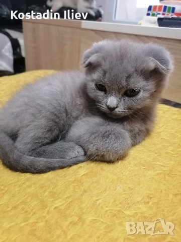 Продавам шотландски британски котета , снимка 5 - Британска късокосместа - 51262192