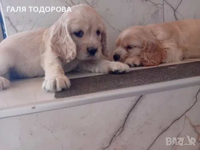 Американски кокер шпаньоли, снимка 5 - Кокер шпаньол - 55434530