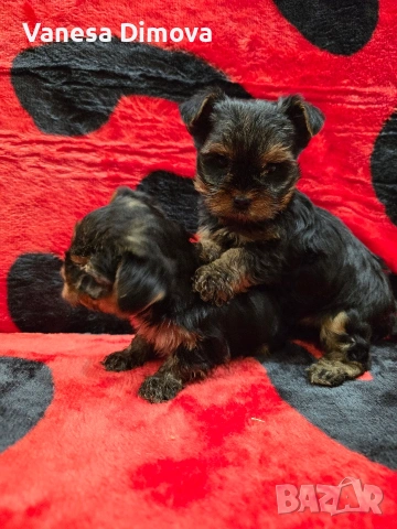 мини йоркширски териер