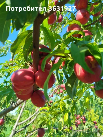 Продавам нектарини 