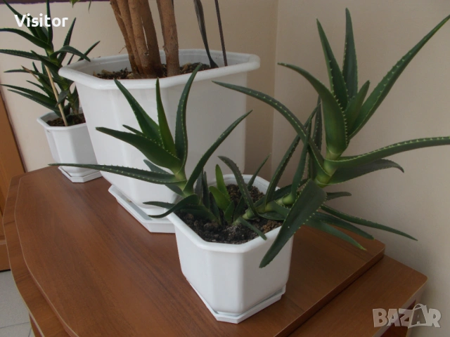 Nikon Coolpix L27   16.1mPx, снимка 15 - Фотоапарати - 53988904