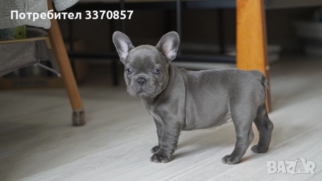 Френски булдог , снимка 3 - Френски булдог - 53956512