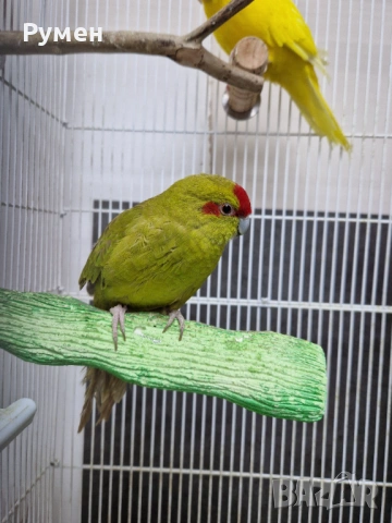 Чифт какарики, снимка 2 - Папагали - 54344774