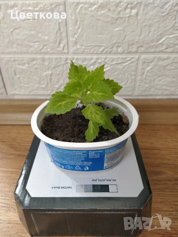 четири различни копривки +отстъпка и подарък, снимка 2 - Стайни растения - 54165471