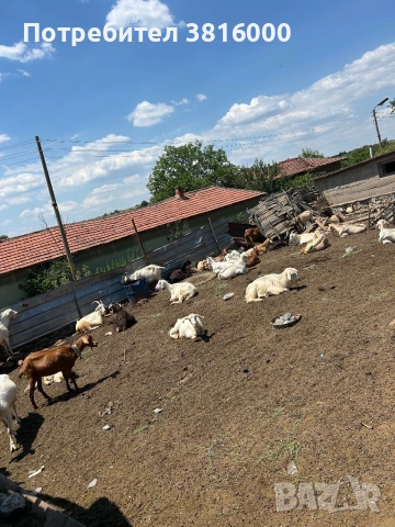 Продавам 60 бр кози