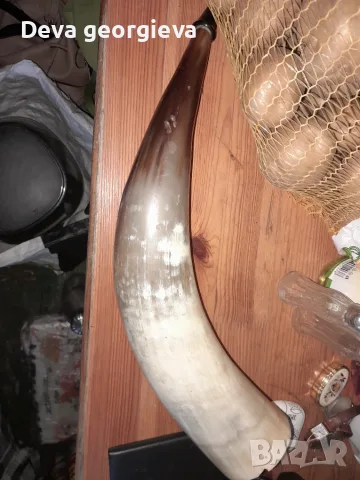 Ваза и биволски рог, снимка 5 - Други животни - 55625386