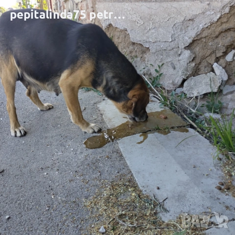 Търся дом за изхвърлено бременно куче, снимка 4 - Други - 54309593