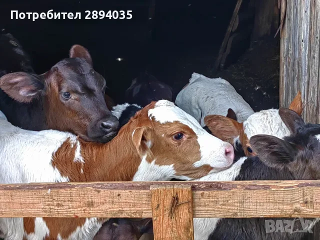 свободни бозайници и отбити телета, снимка 4 - Крави - 55419028