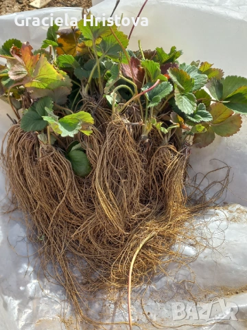 Продавам разсад ягоди , снимка 3 - Разсади - 54074310