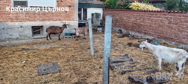 продават се на куп, снимка 8 - Кози - 54610107