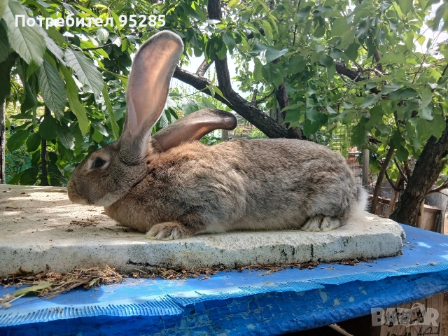 Породисти зайци, снимка 6 - Други - 54572305