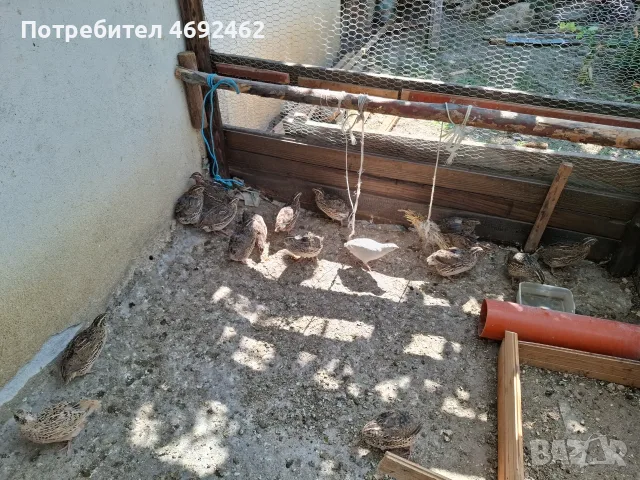 Японски пътпъдъци, снимка 2 - Кокошки и пуйки - 55569931
