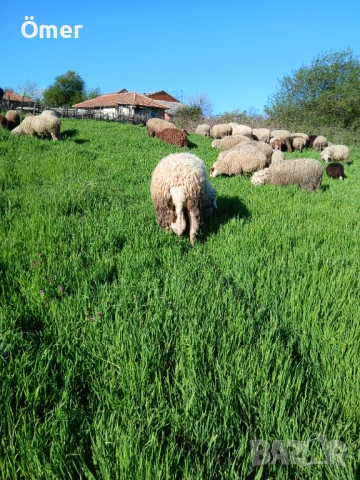 Продавам Кочове За Байрам