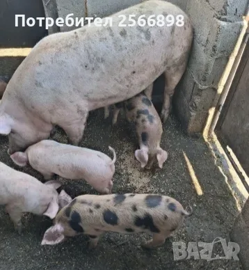 Малки . Прасета 