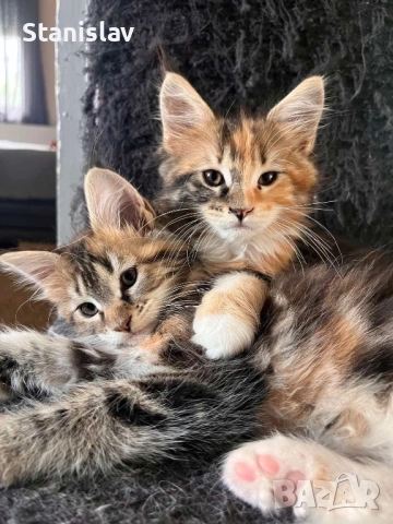 Котенца Мейн Куун