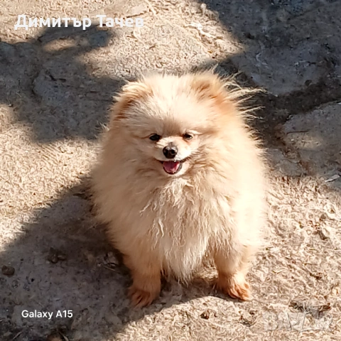 Женски померан 