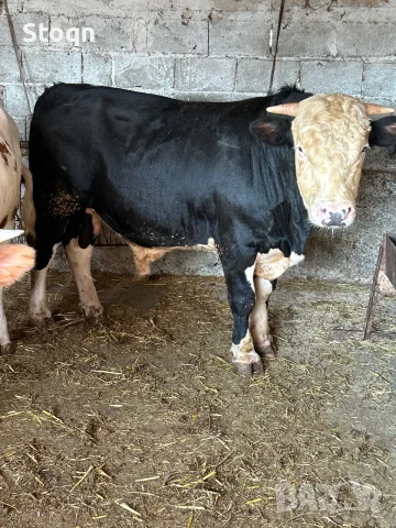 Продавам 3 Мъжки Телета