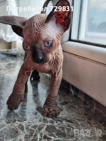 Канадски сфинкс, котенца