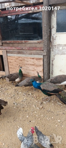 индийски пауни , снимка 4 - други­ - 53996226