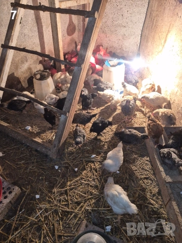 Продавам селски пилета , снимка 5 - Кокошки и пуйки - 54140433