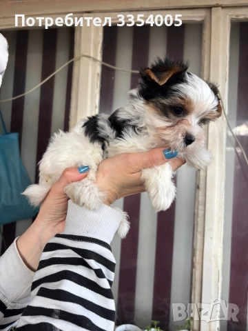Бивър йорки мъжко и женско , снимка 2 - Йоркширски териер - 53974854