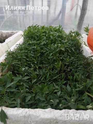 Разсад домати , снимка 2 - Разсади - 54324780