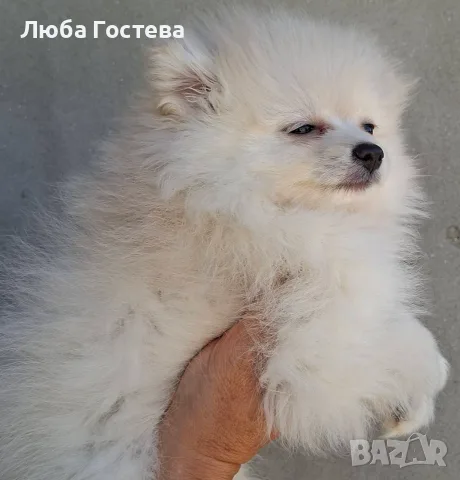 Момченца померан , снимка 4 - Померан - 55542345