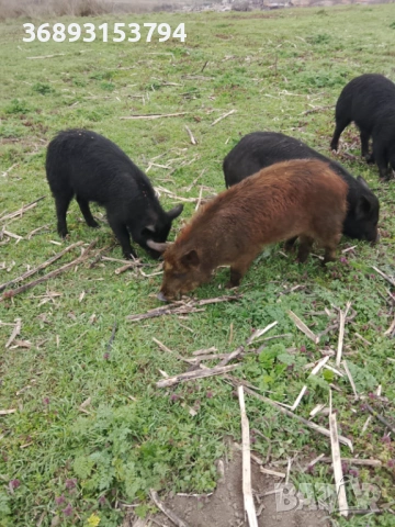 Продавам прасета, снимка 6 - Прасета - 54334729