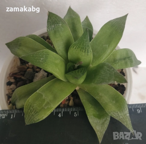 Хавортия (Haworthia 青い鳥錦), сукулентно растение