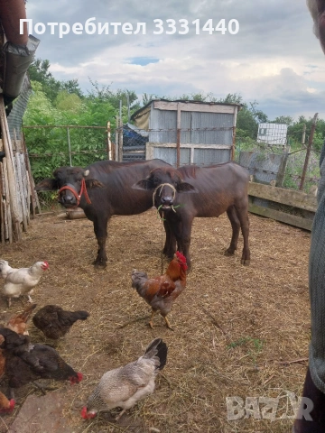 Продавам две малачета мъжко и женско 