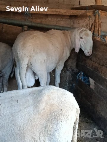 Продавам коч за разплод 