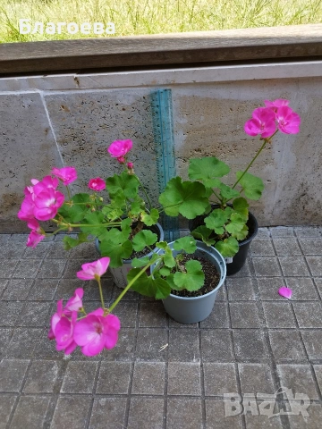 Мушкато различни цветове от 1 € до 2.50 €/бр, снимка 18 - Стайни растения - 54865354