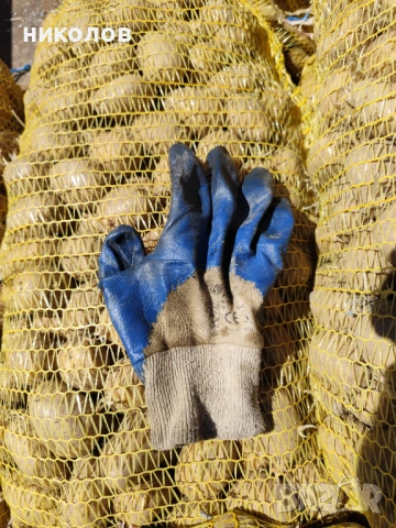 Картофи семе Сорая, снимка 2 - Разсади - 54319747