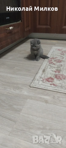 Британски котета, снимка 2 - Британска късокосместа - 54394647